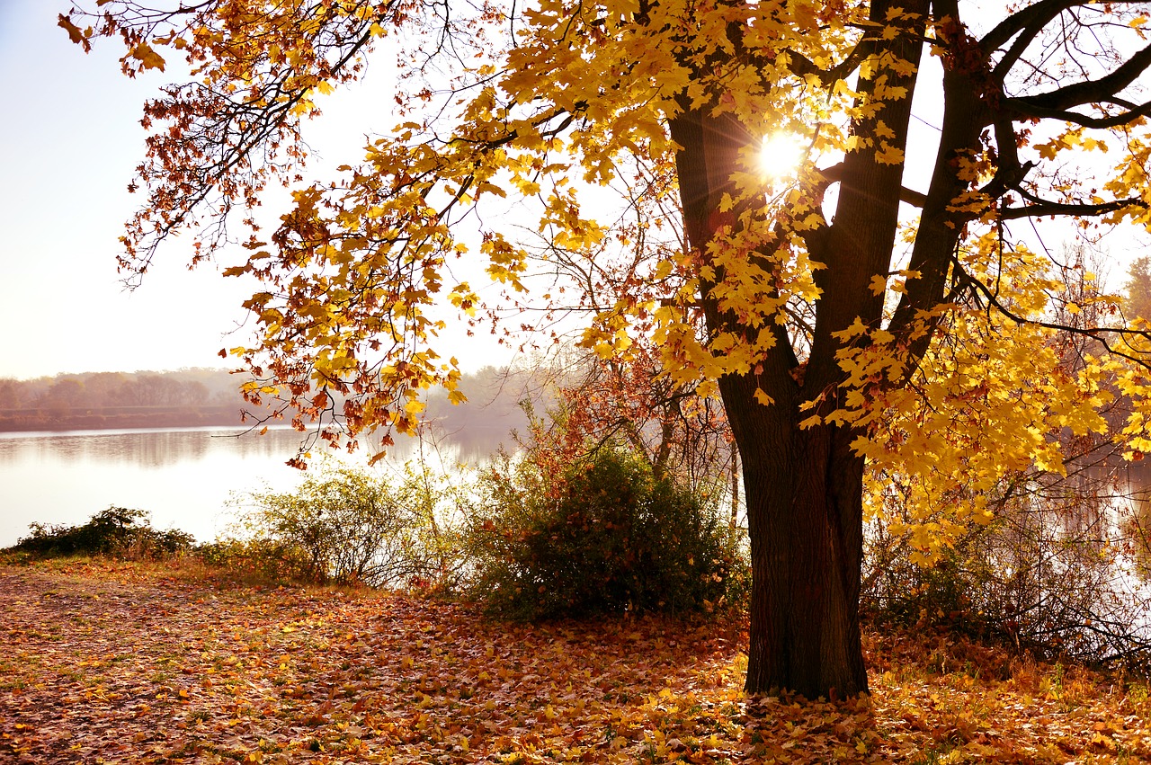 landscape  autumn landscape  nature free photo