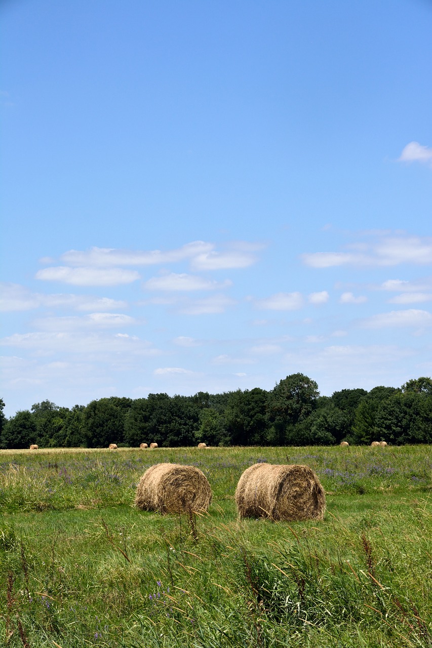 landscape  green  meadow free photo