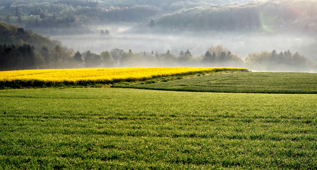 landscape  field of rapeseeds  oilseed rape free photo