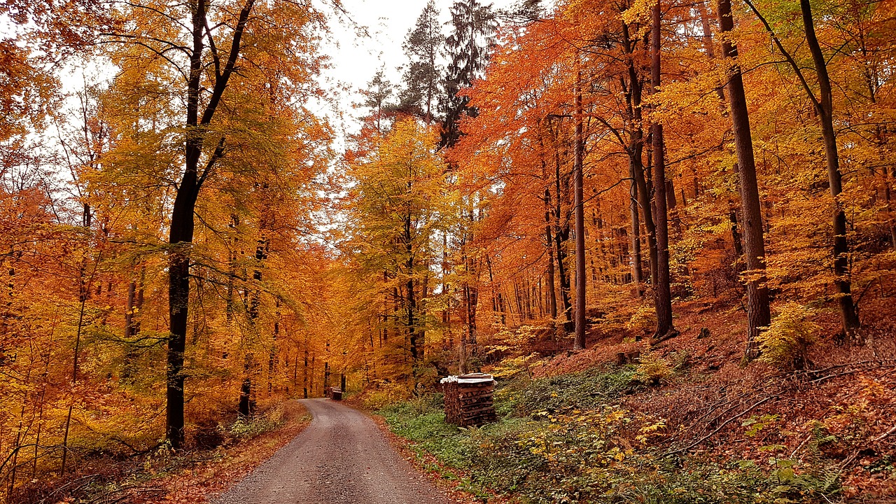 landscape  wood  orange free photo