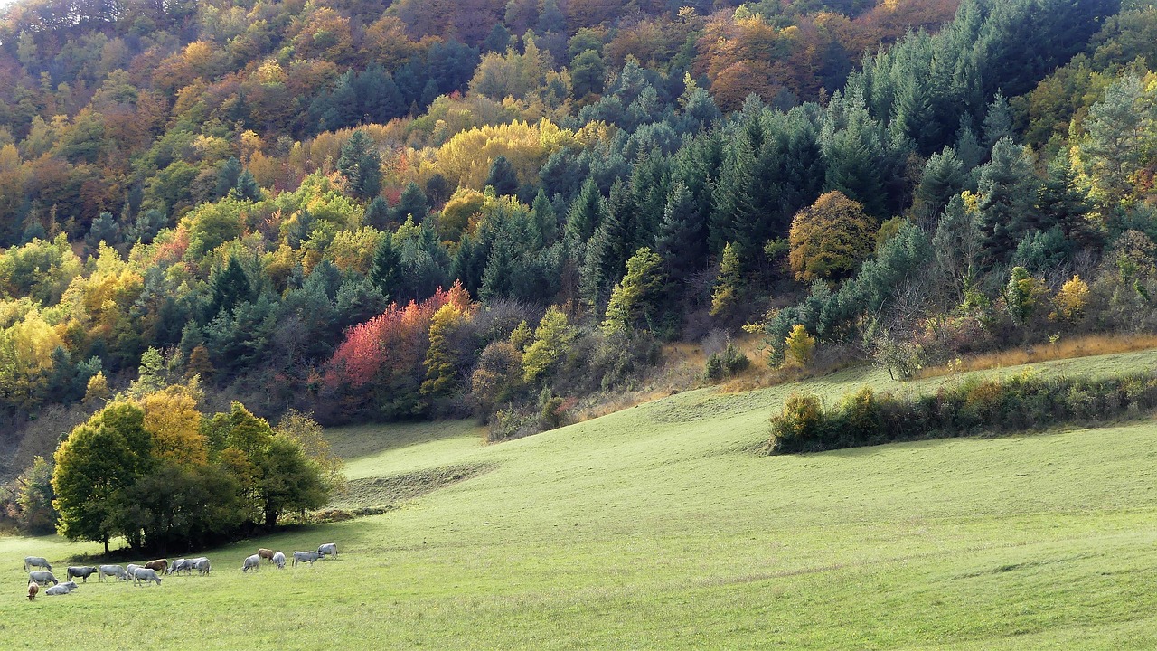 landscape  nature  trees free photo