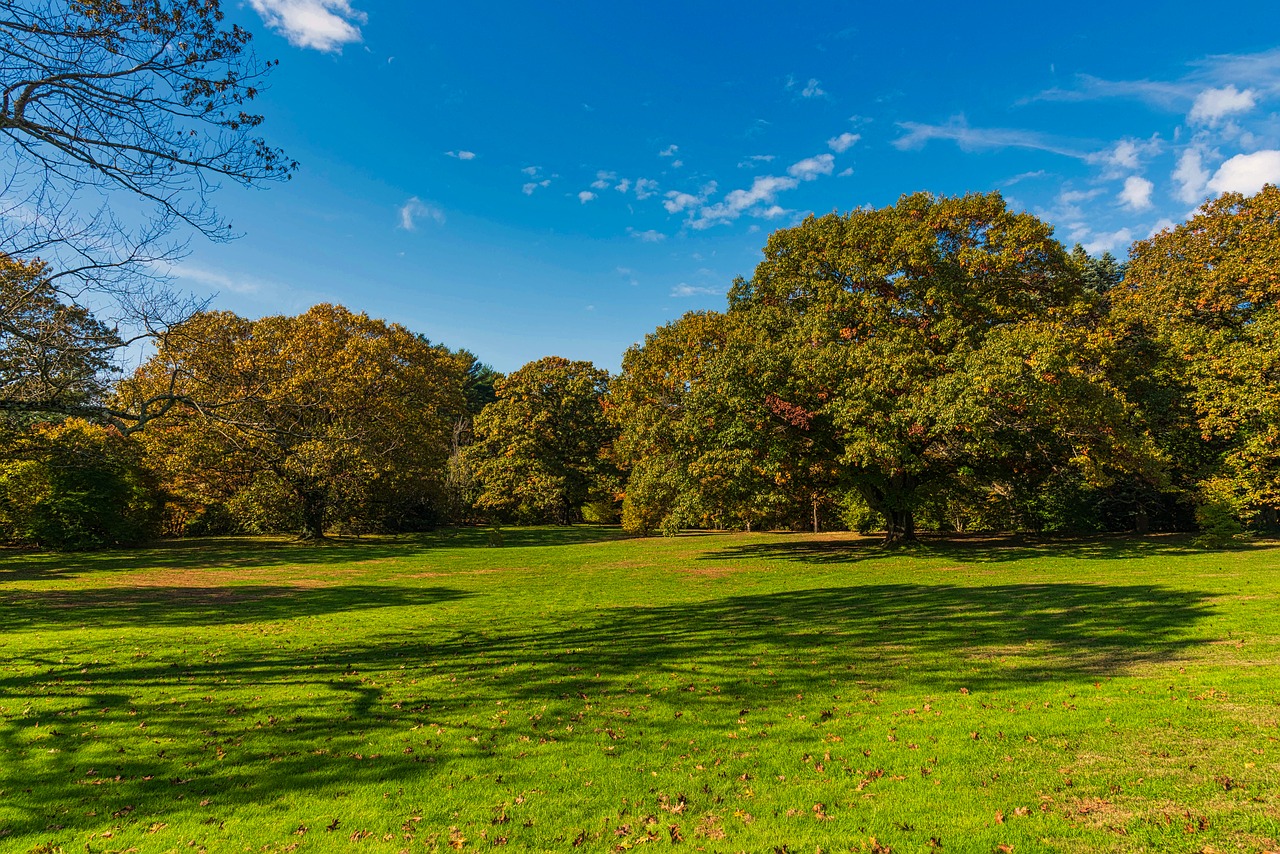 landscape  trees  grass free photo