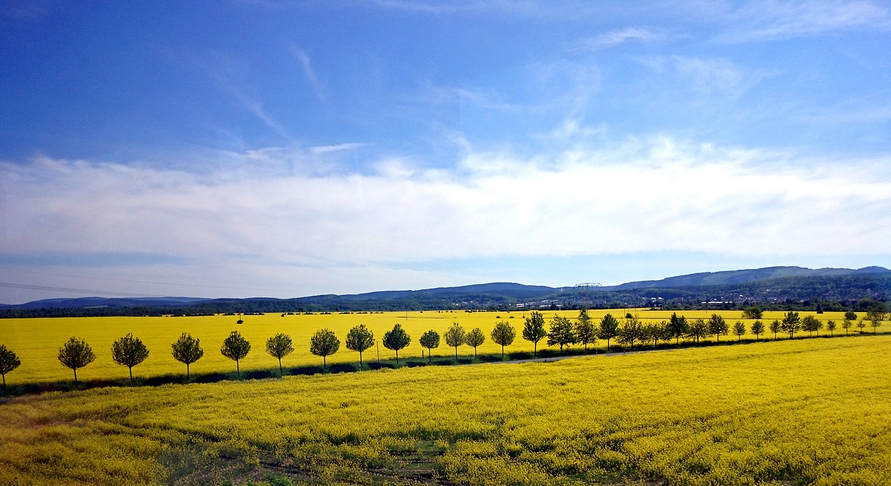 landscape  cultural landscape  field of rapeseeds free photo