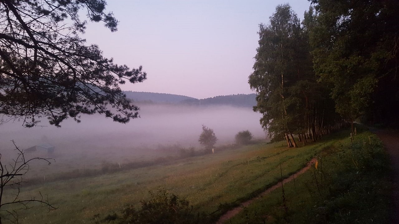 landscape  tree  fog free photo