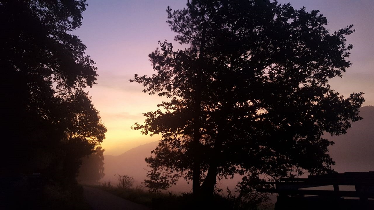 landscape  sunrise  trees free photo