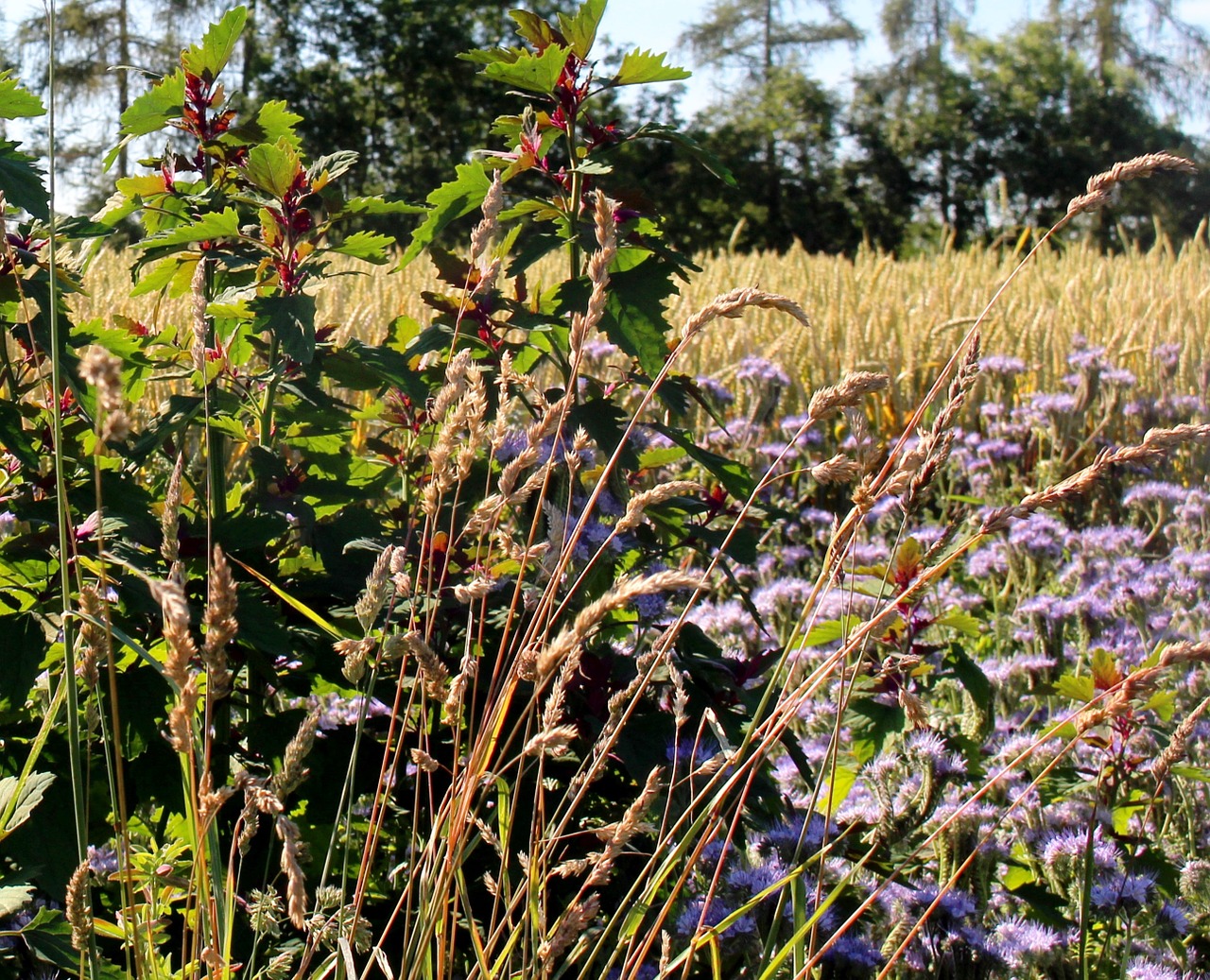 landscape cornfield flowers free photo