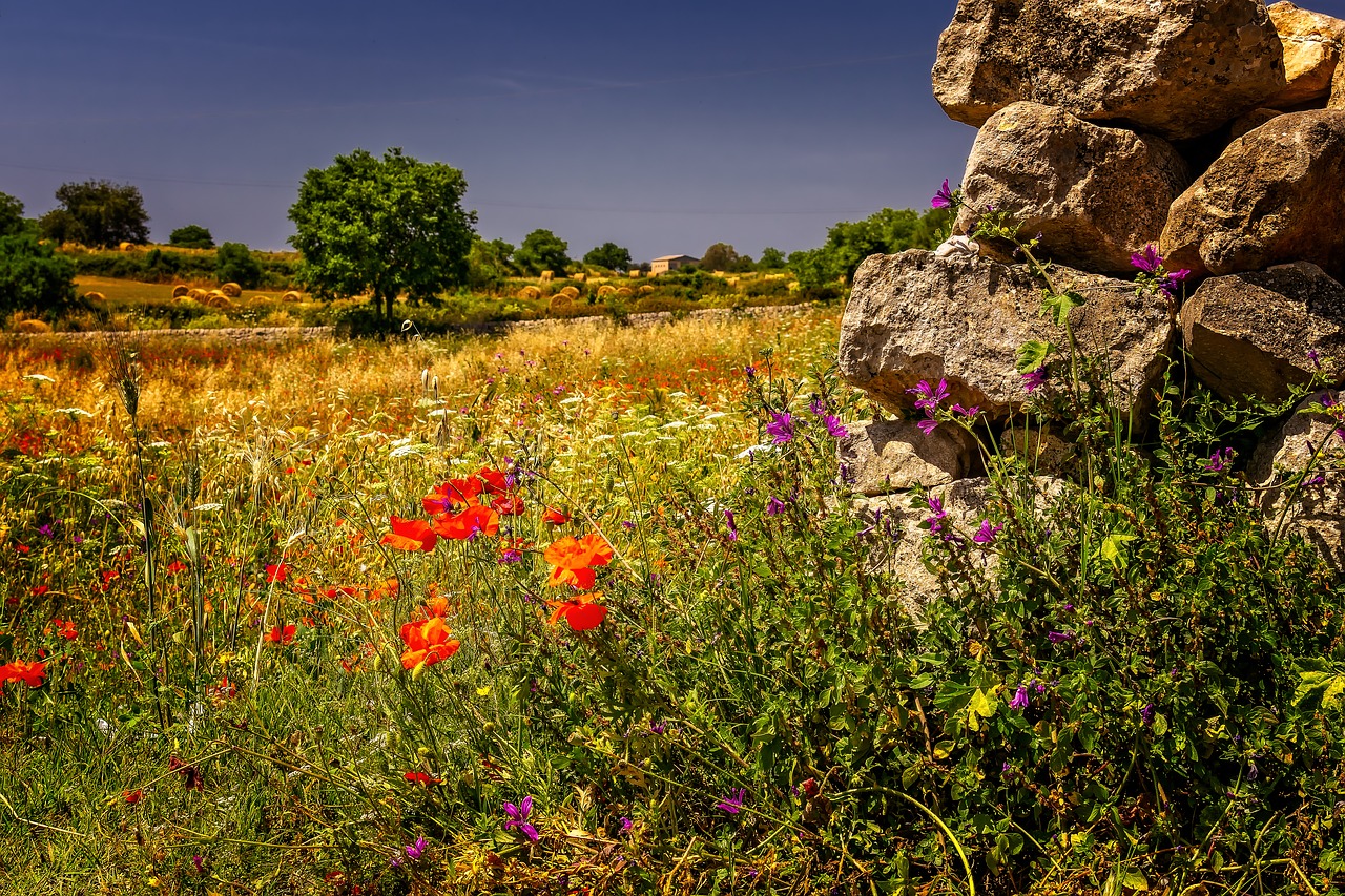 landscape  summer  meadow free photo