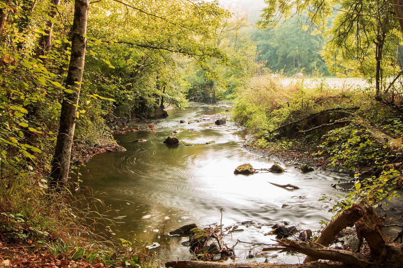 landscape  forest  river free photo