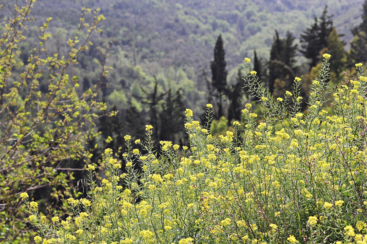 landscape  nature  flower free photo