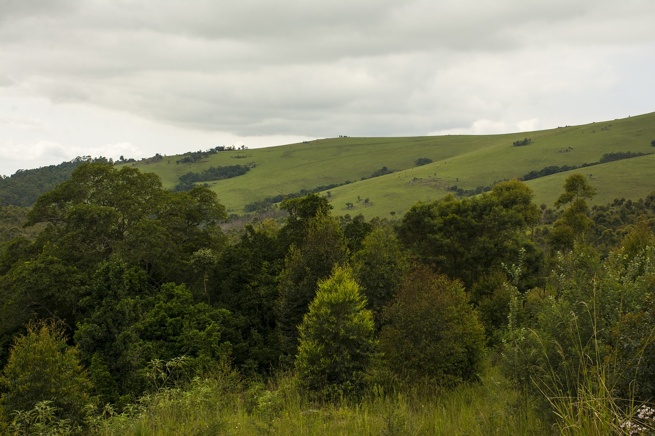 landscape  trees  flora and fauna free photo