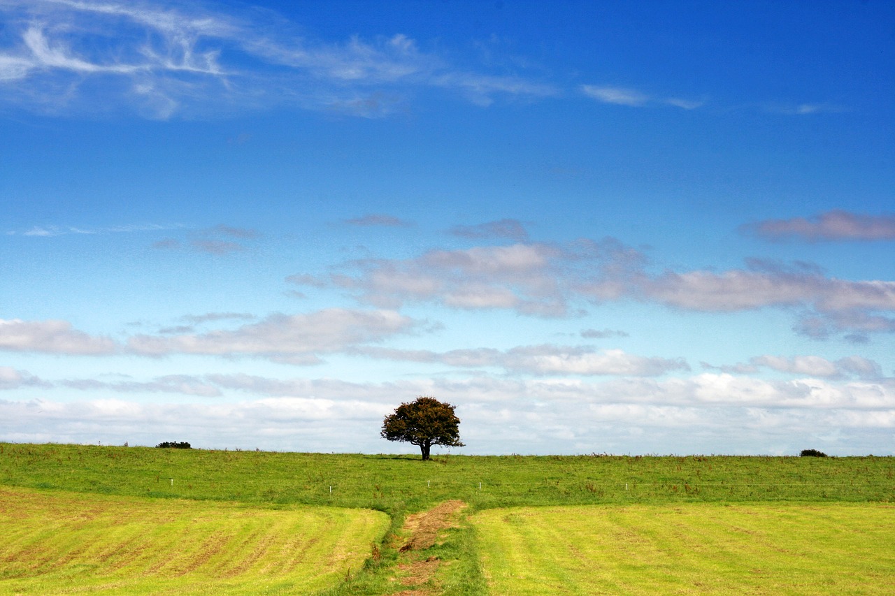 landscape  tree  field free photo