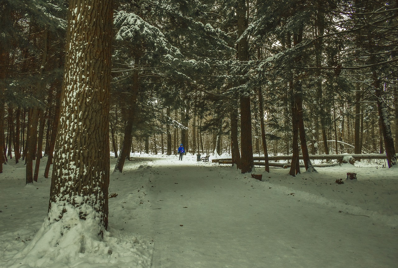 landscape  nature  trees free photo