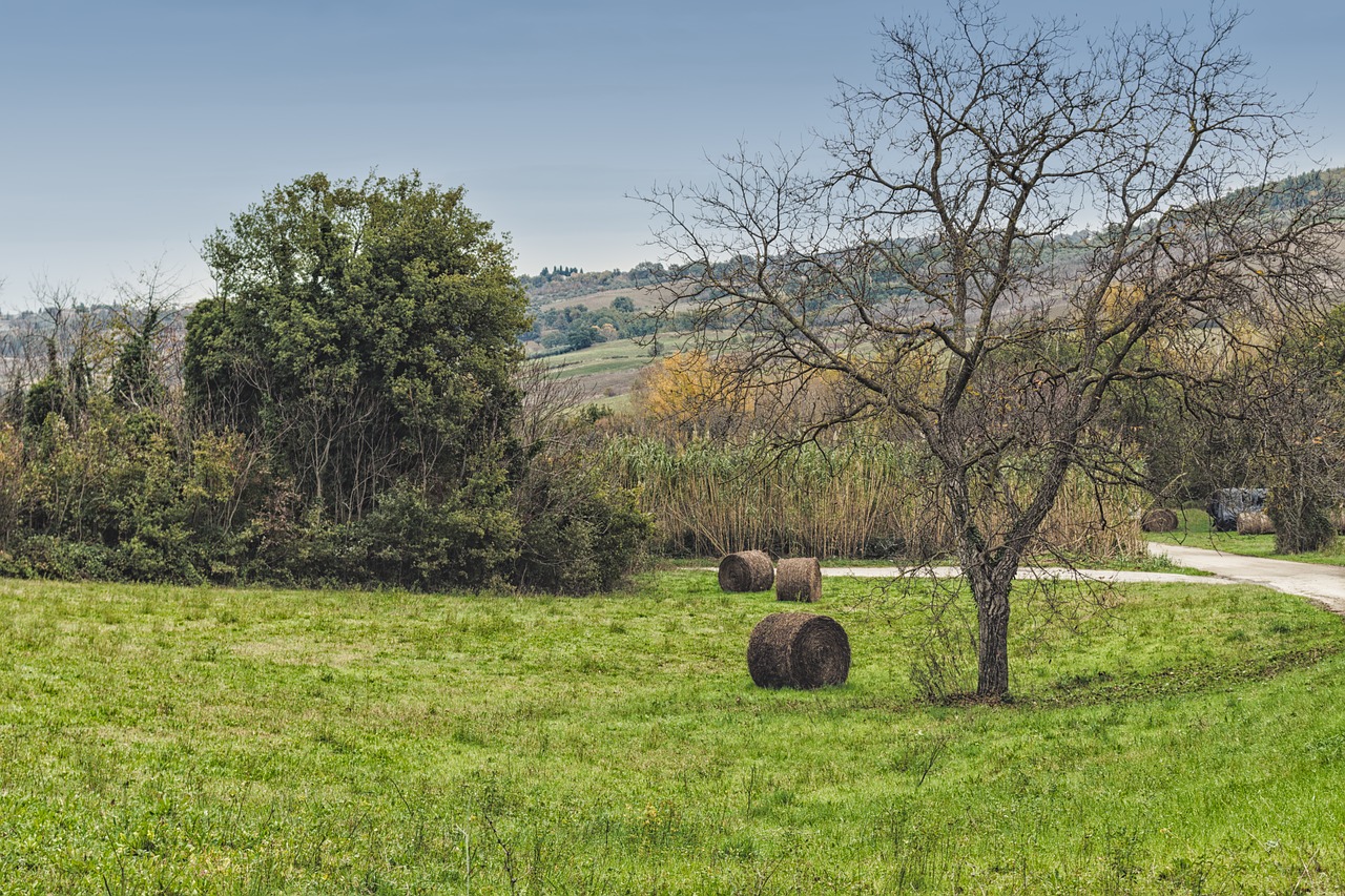 landscape  straw  agriculture free photo