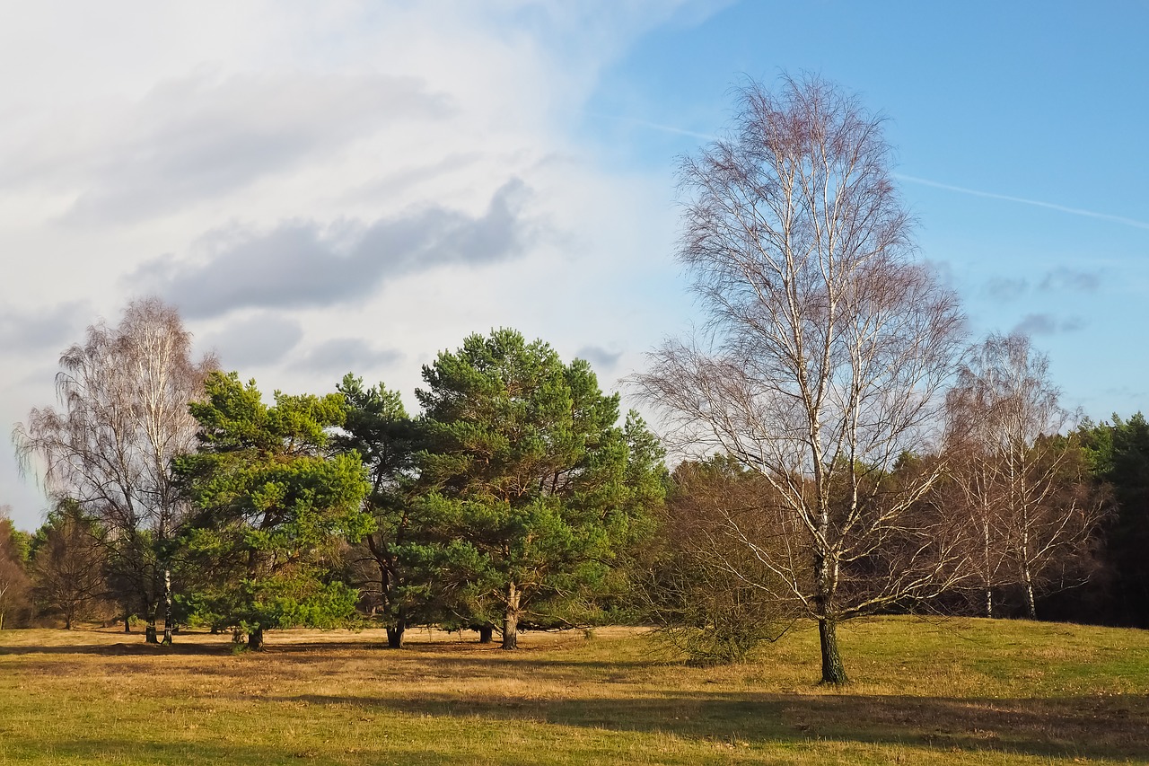 landscape  trees  nature free photo