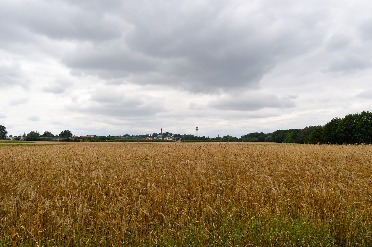 landscape  field  agriculture free photo