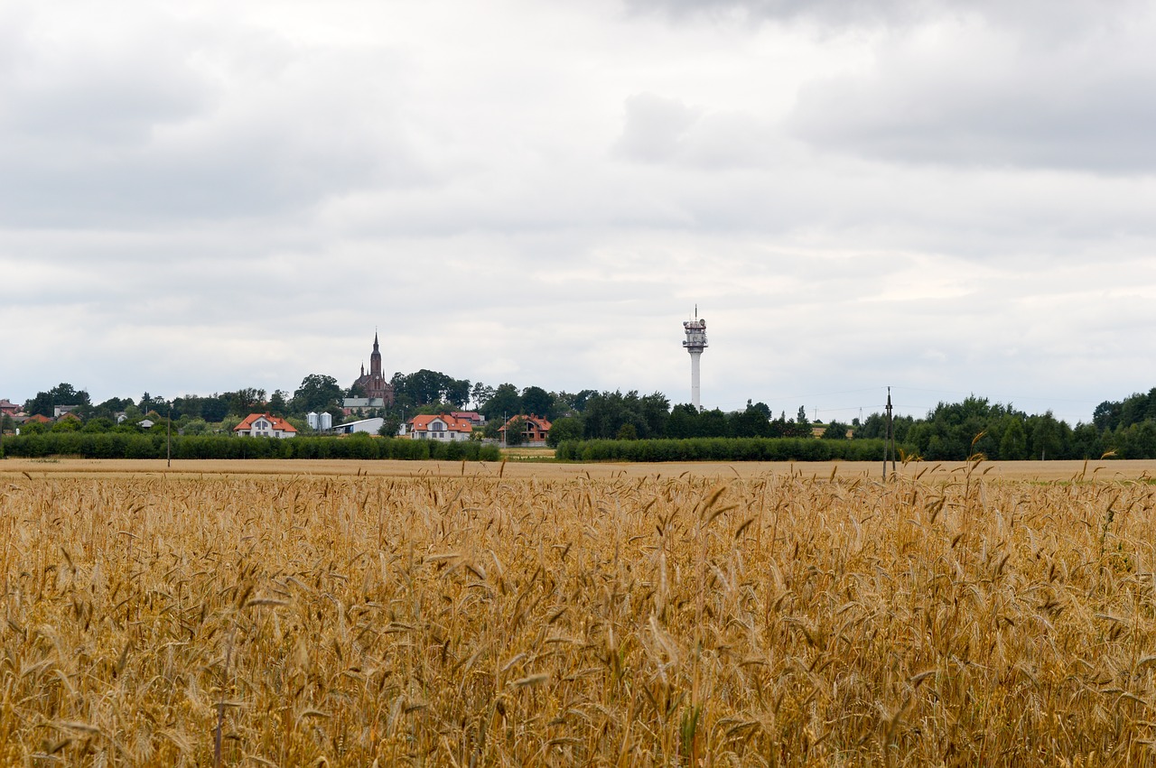 landscape  field  agriculture free photo