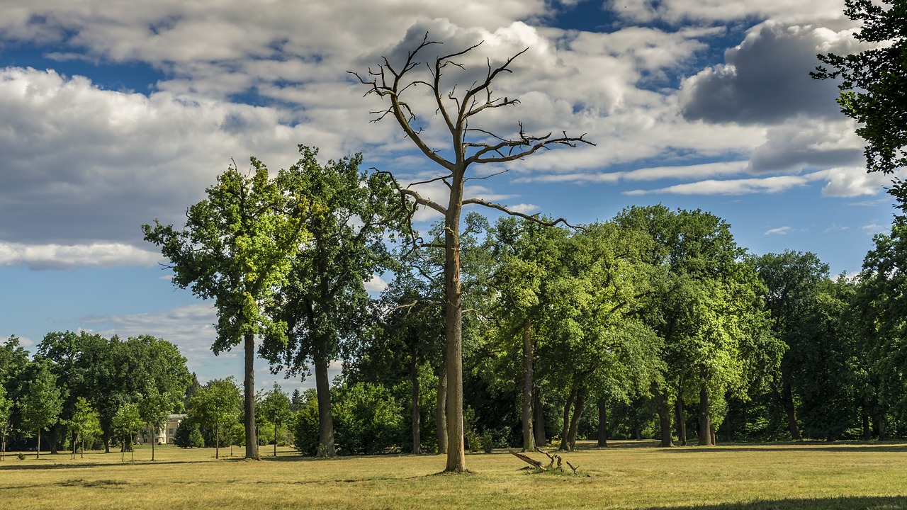 landscape  trees  sky free photo