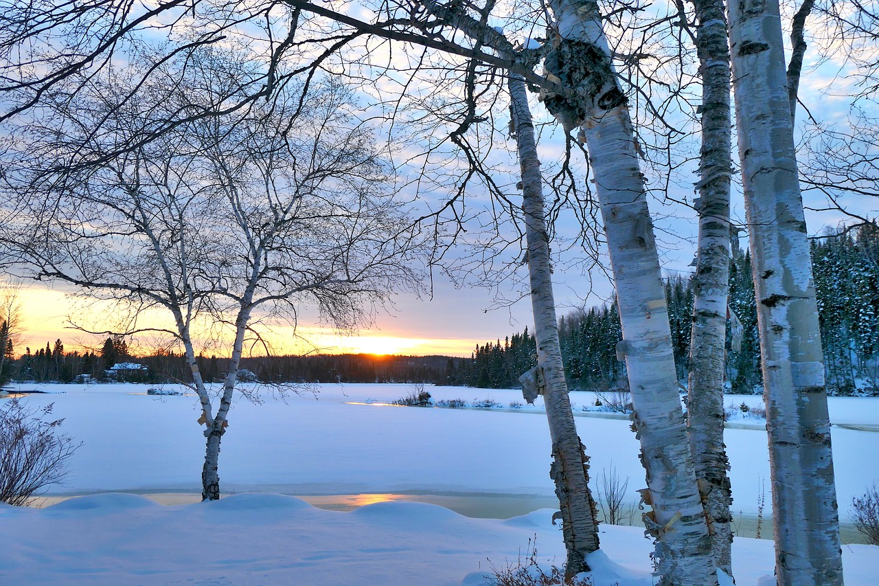 landscape  winter  trees free photo