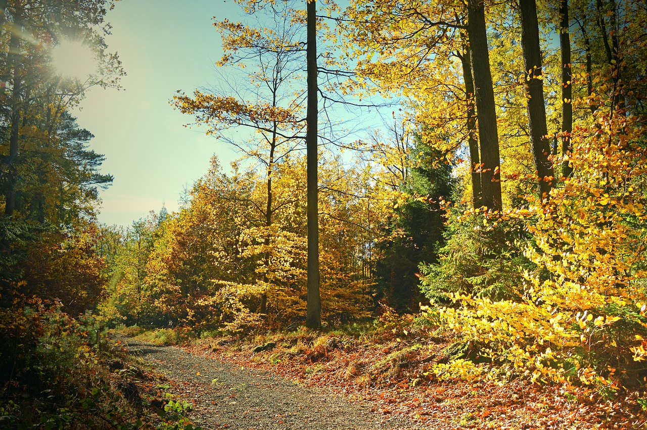 landscape  nature  autumn free photo