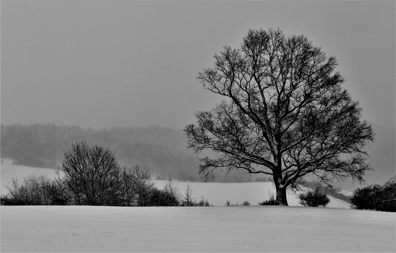 landscape  winter  snow free photo