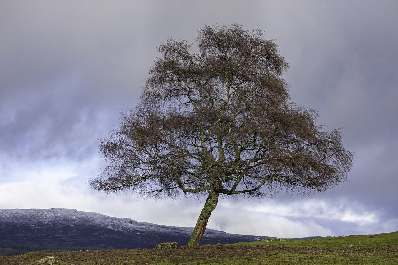 landscape  tree  nature free photo