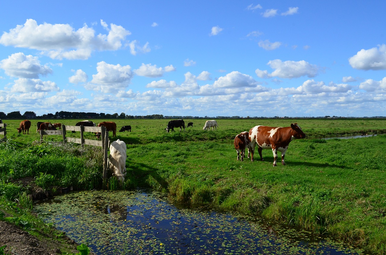 landscape  nature  cattle free photo