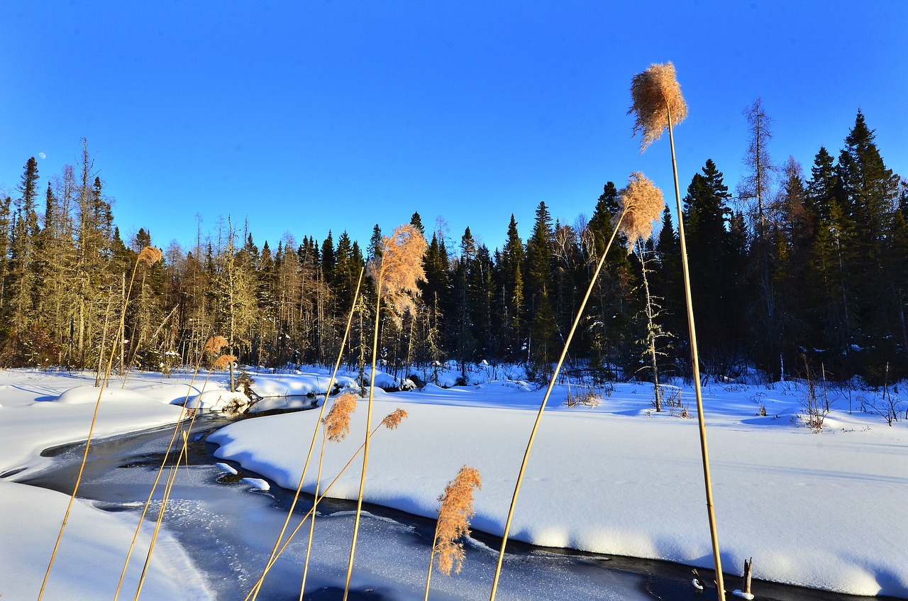 landscape  winter  nature free photo