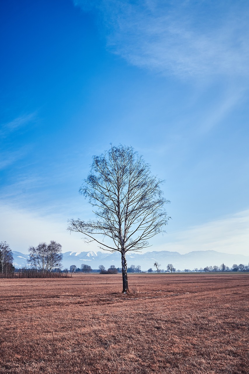 landscape  nature  rural free photo