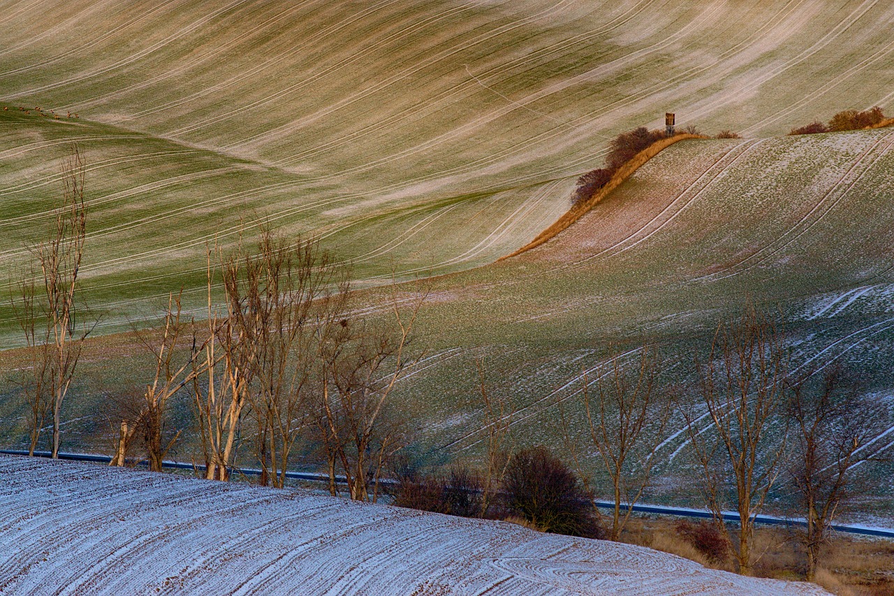 landscape  winter  trees free photo