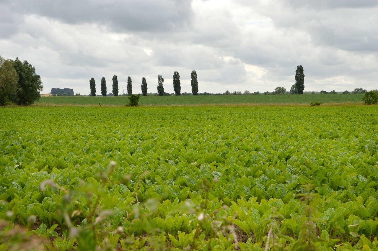 landscape  field  nature free photo