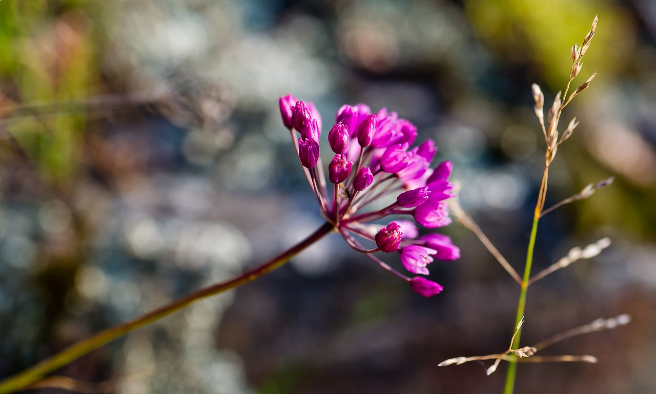 landscape  flower  nature free photo