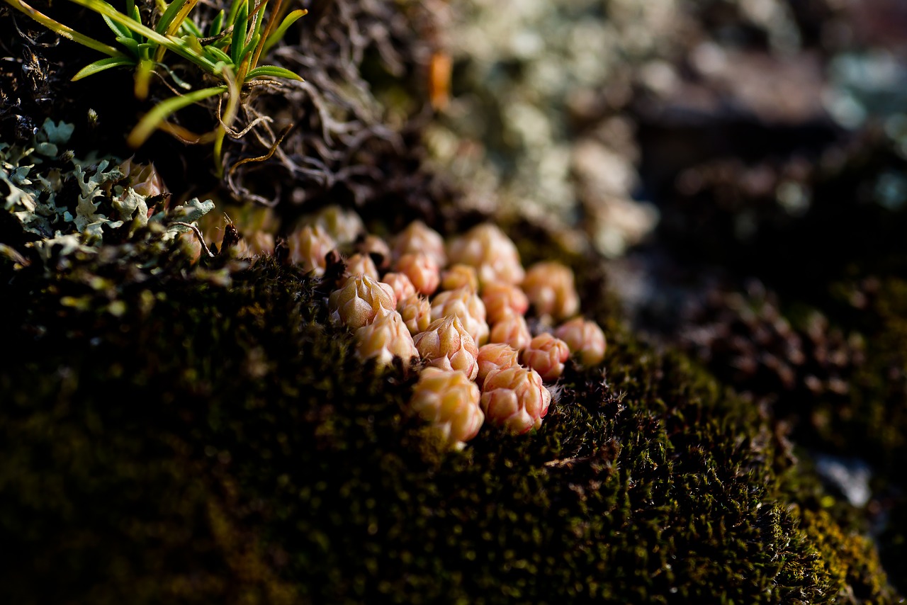landscape  moss  stone free photo