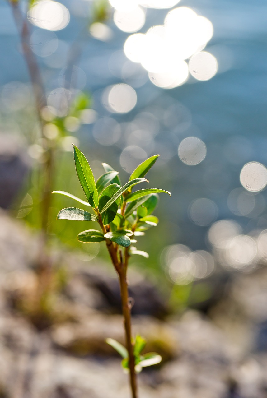 landscape  leaves  the glare free photo