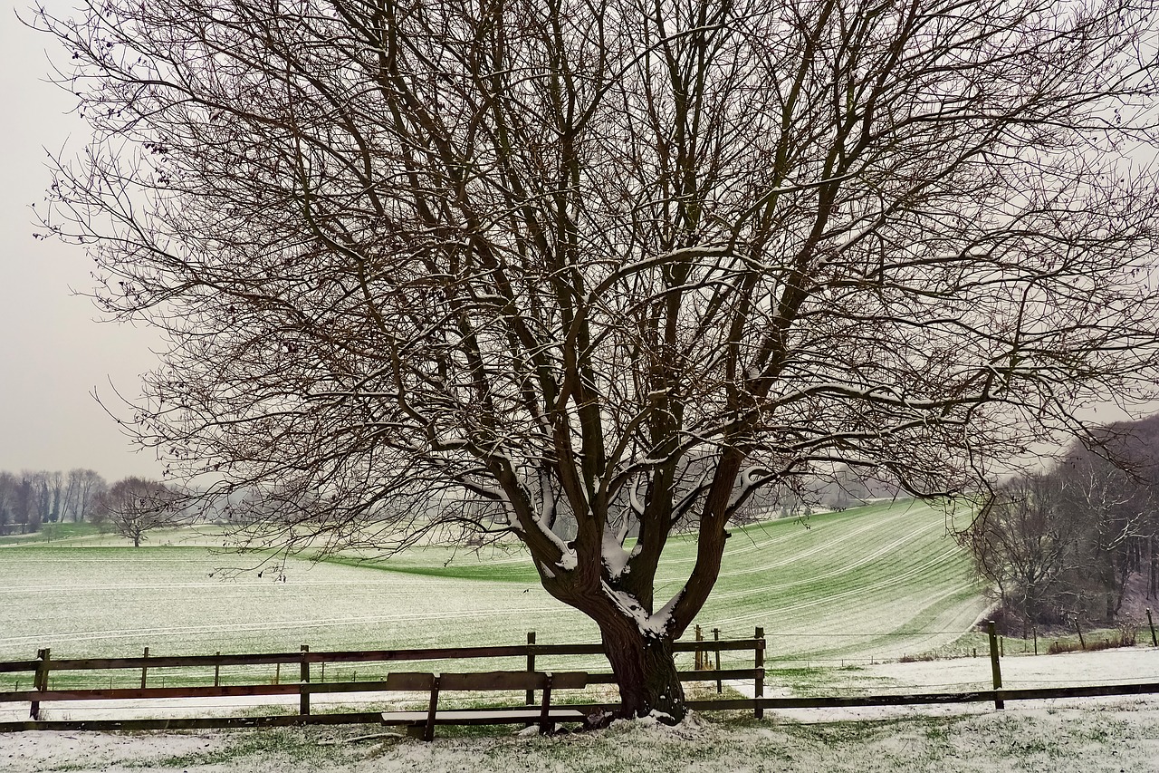 landscape  tree  nature free photo