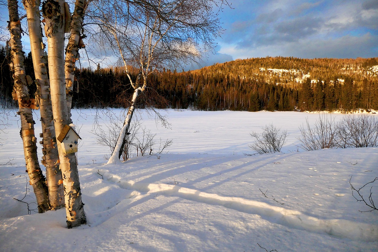 landscape  winter  nature free photo