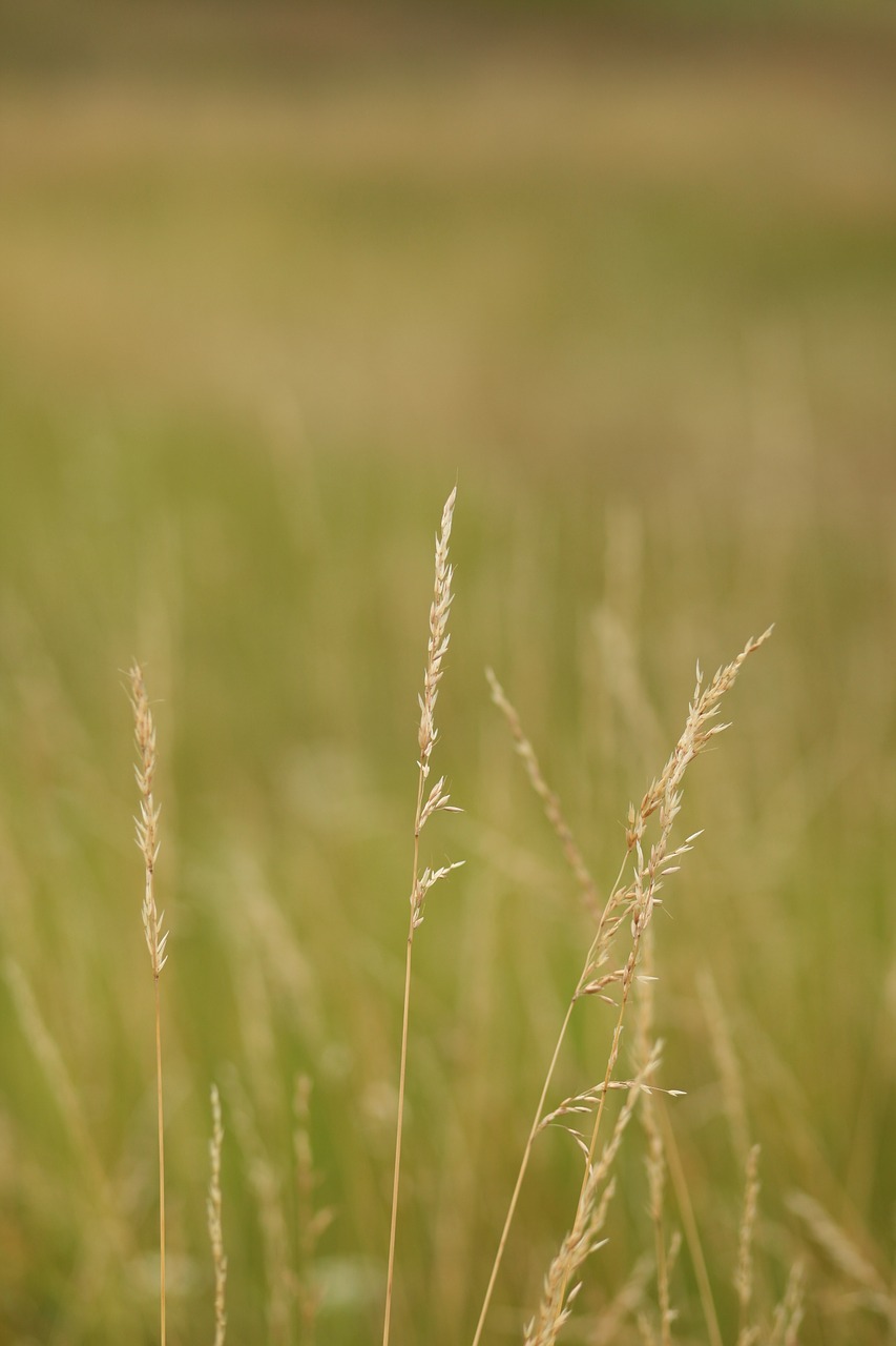 landscape field wheat free photo