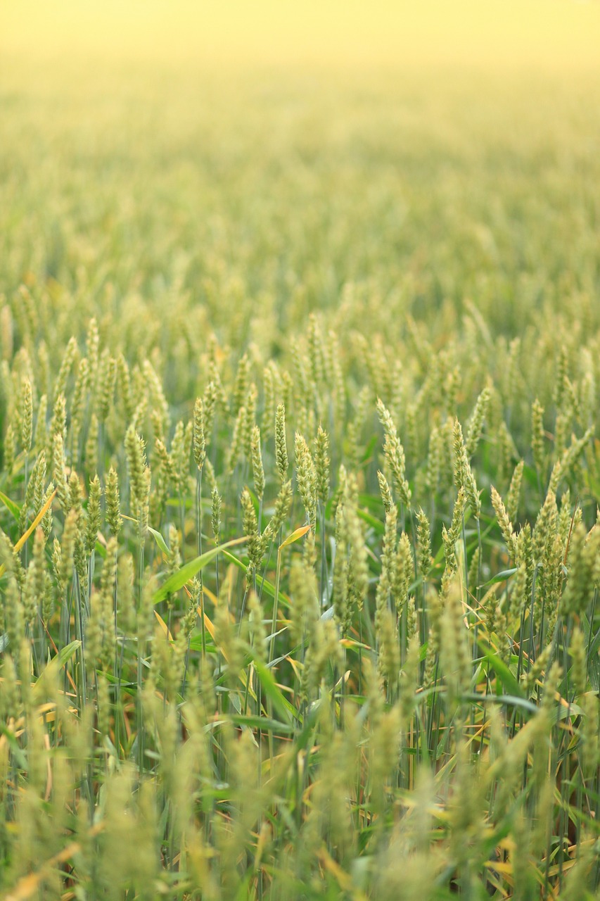 landscape field wheat free photo