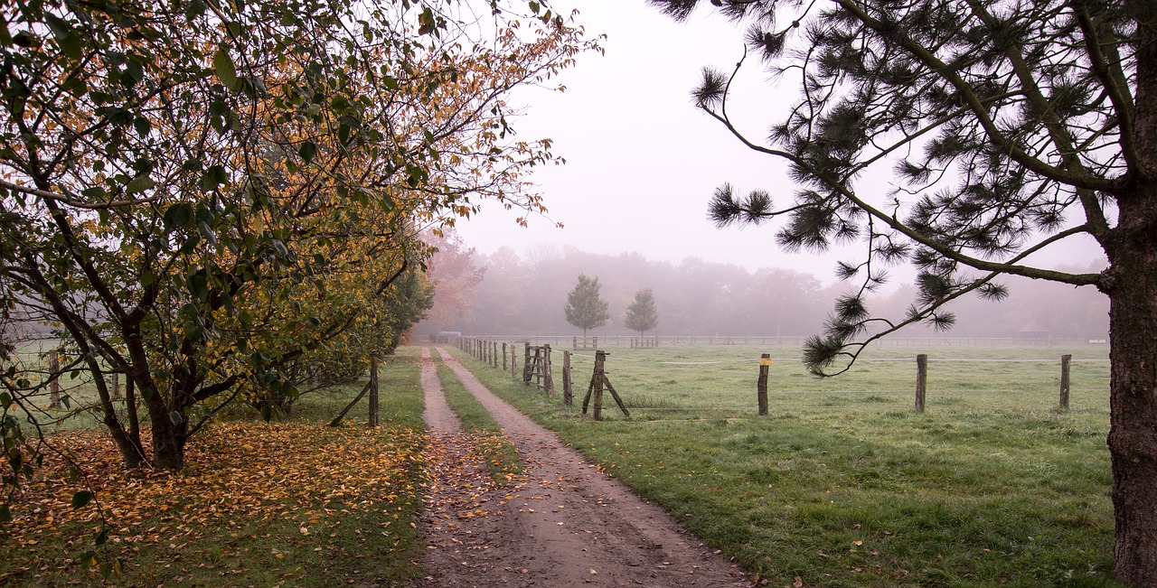 landscape  fog  nature free photo