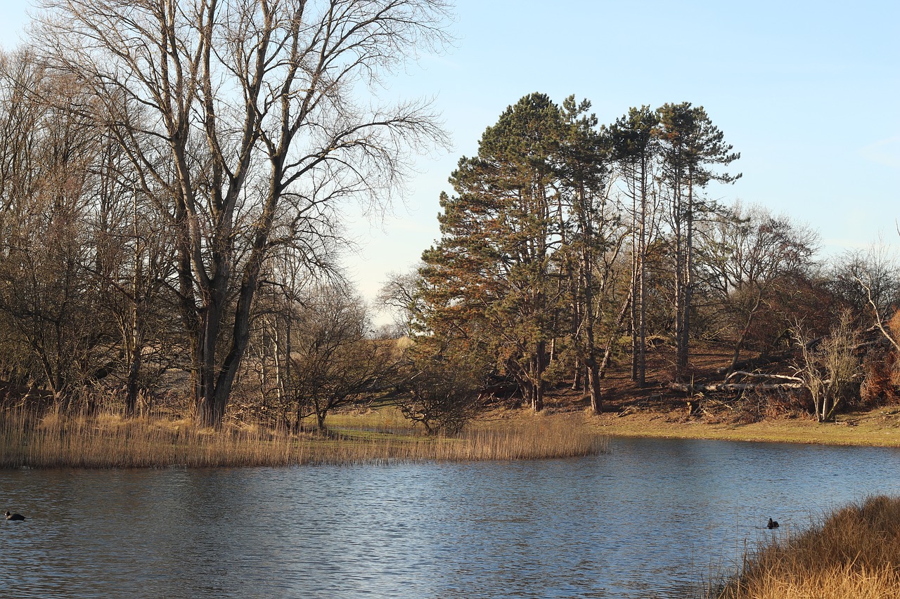 landscape  water  forest free photo