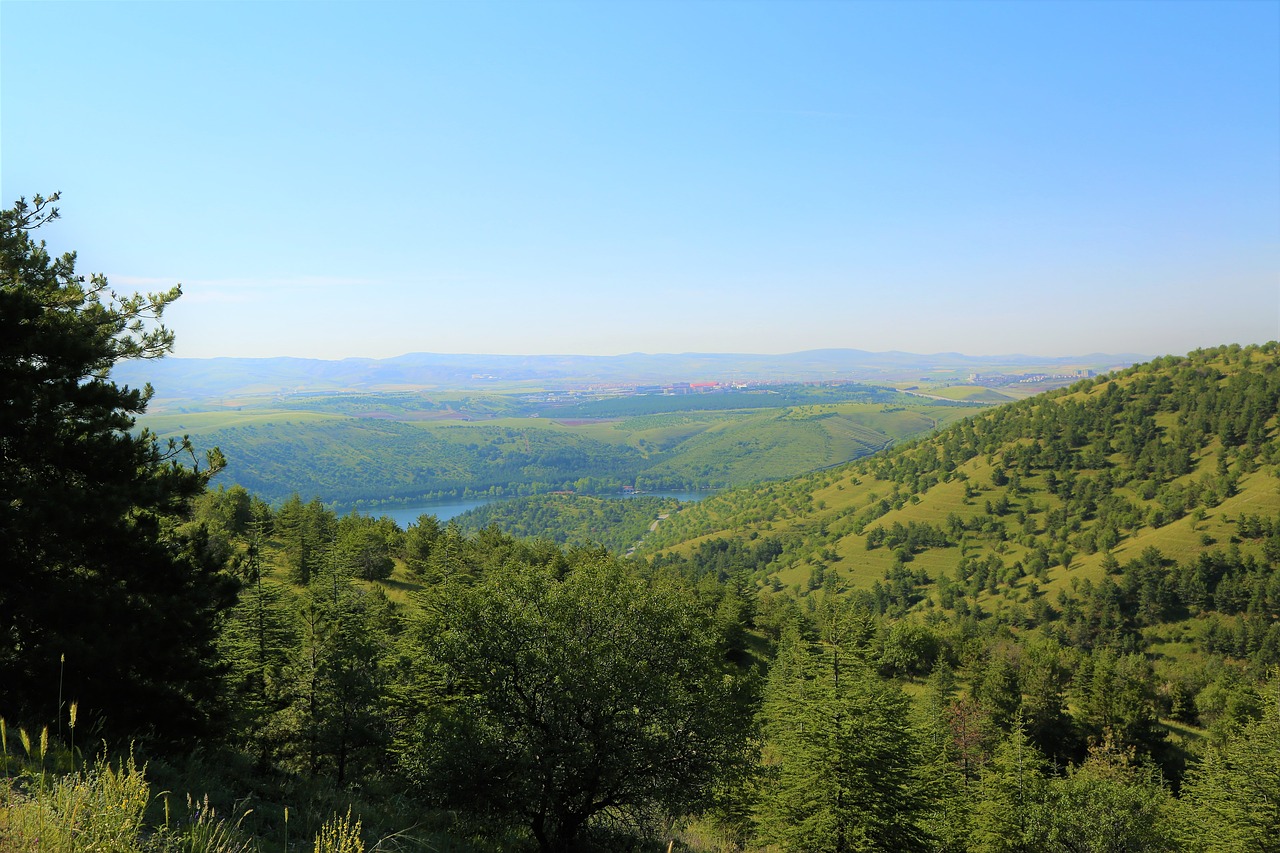 landscape  nature  forest free photo