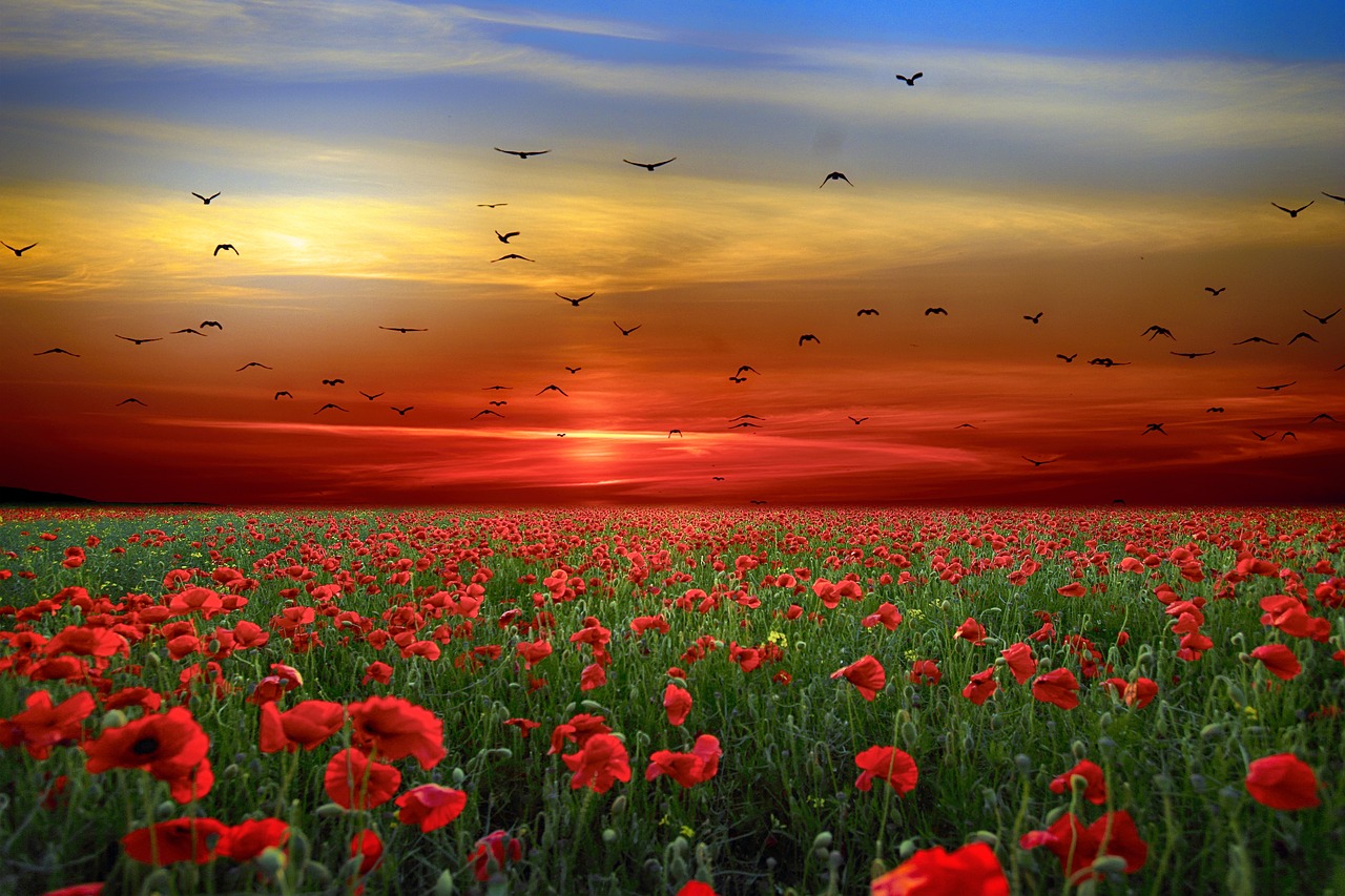 landscape  flowers  poppies free photo