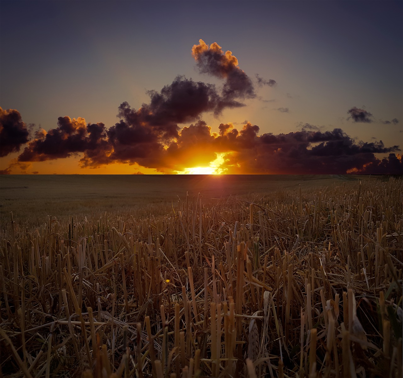 landscape  field  cornfield free photo