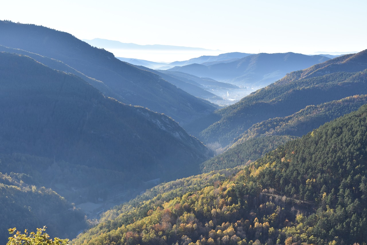 landscape  forest  fog free photo