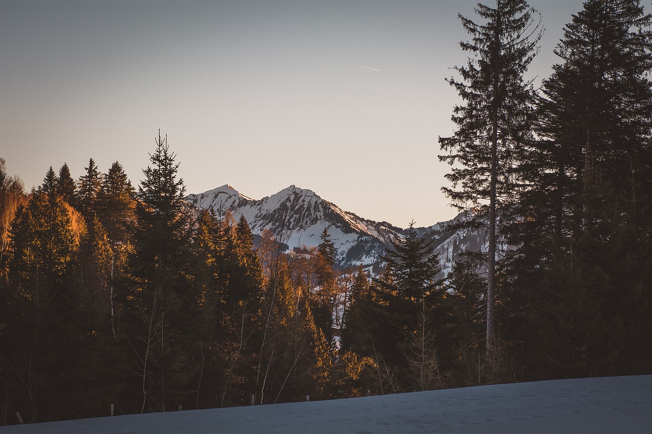 landscape  winter  snow free photo