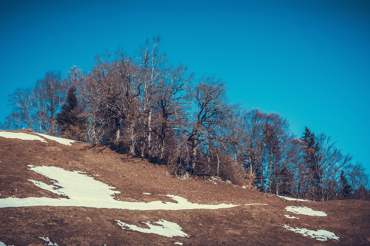 landscape  spring  meadow free photo