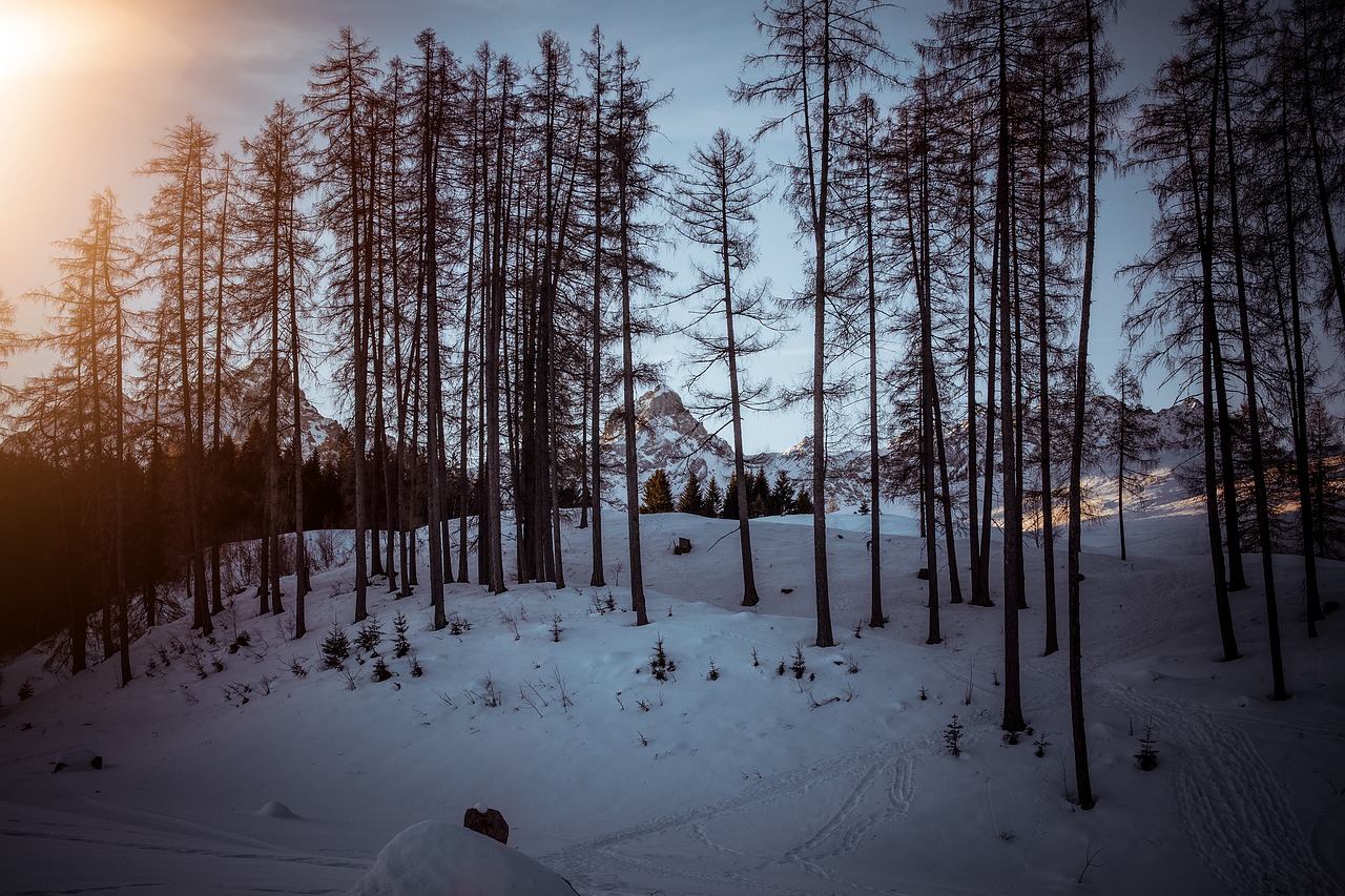 landscape  winter  snow free photo