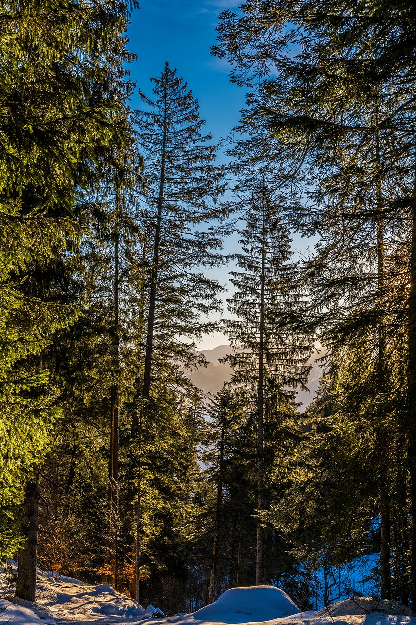 landscape  winter  trees free photo