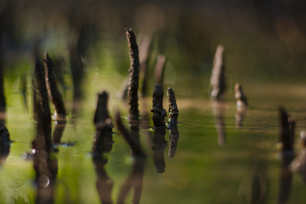 landscape  mangue  roots free photo