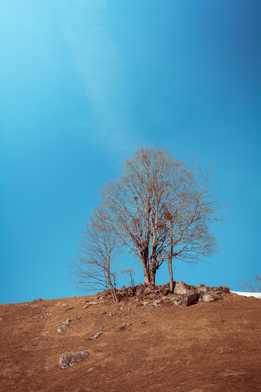 landscape  meadow  tree free photo