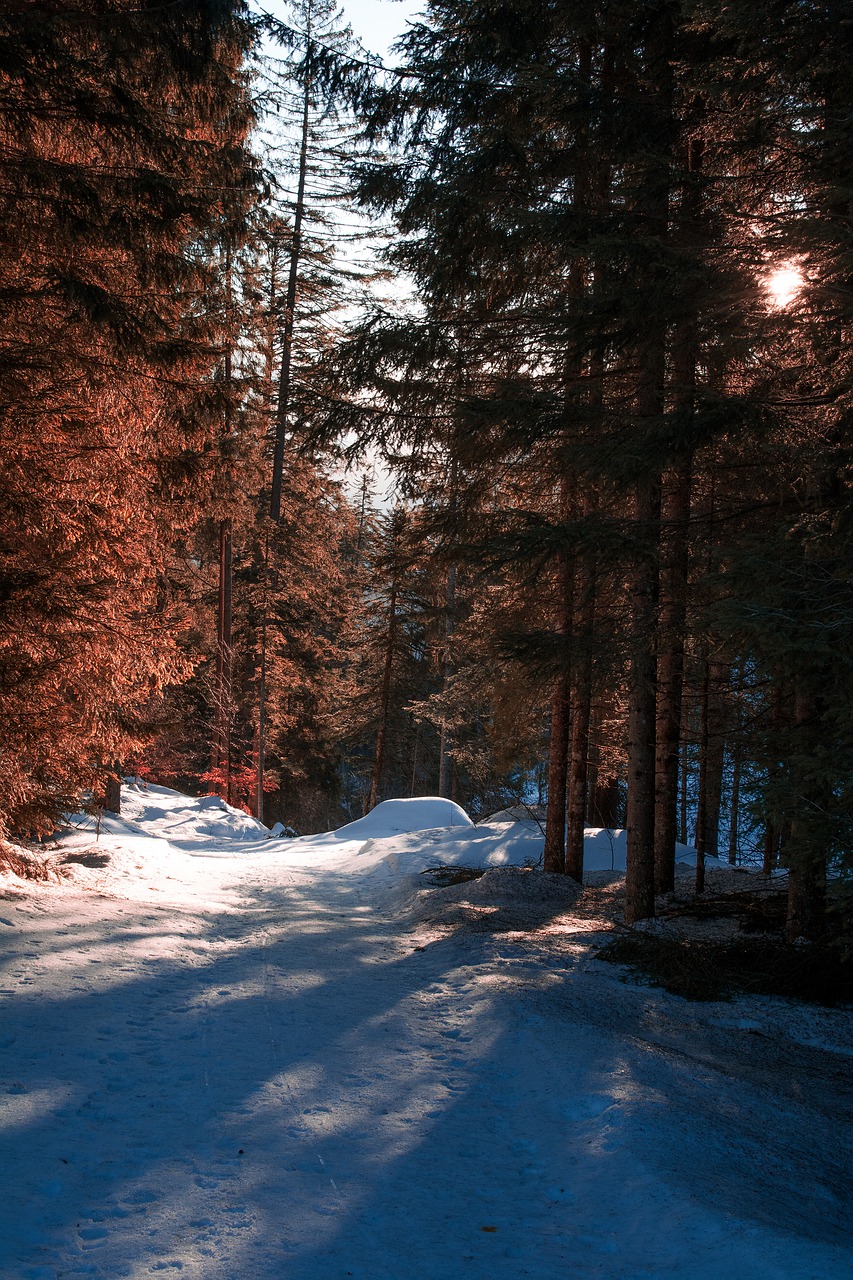 landscape  trees  snow free photo